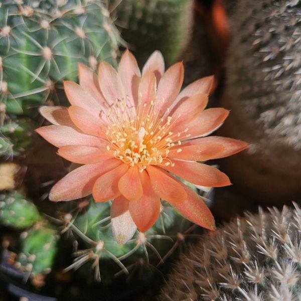 Gymnocalycium austriagold